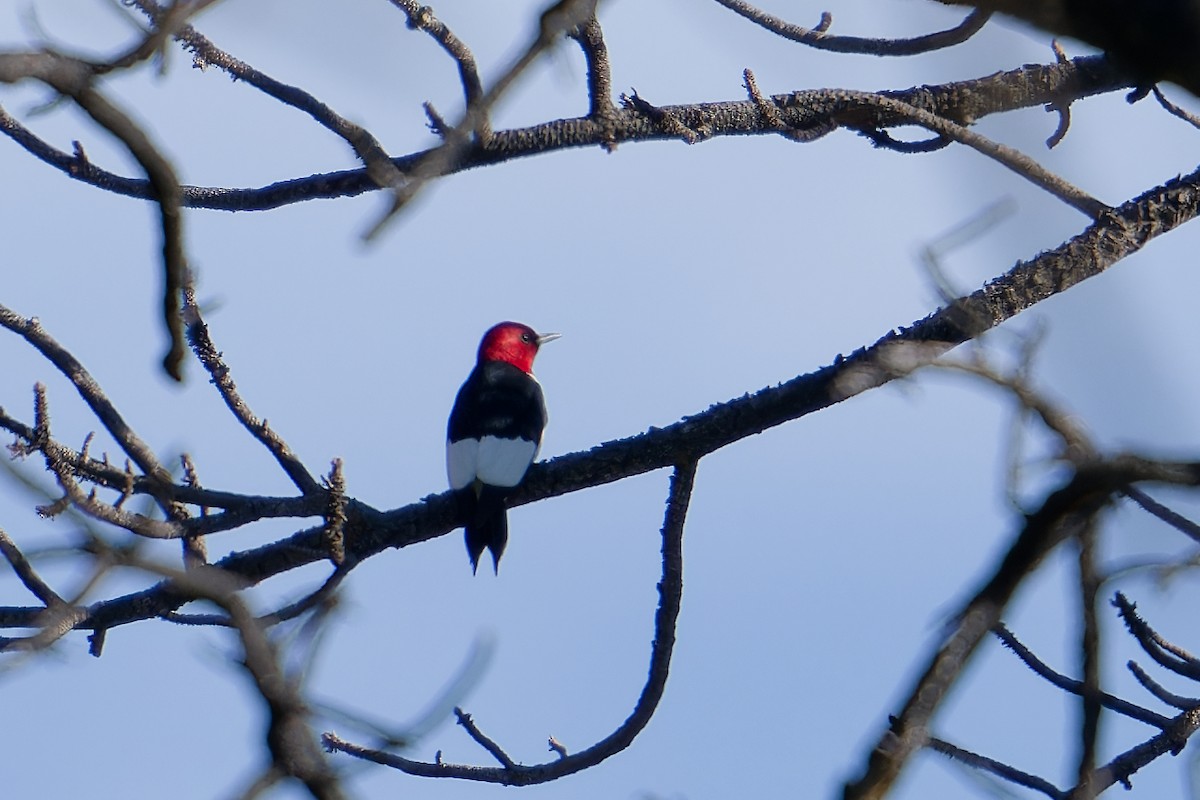 Red-headed Woodpecker - ML619901234
