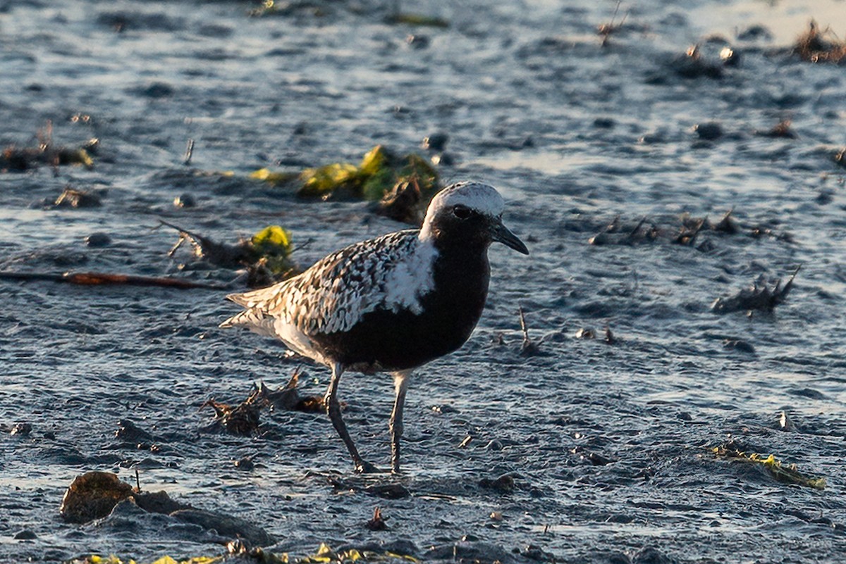 Black-bellied Plover - ML619901255