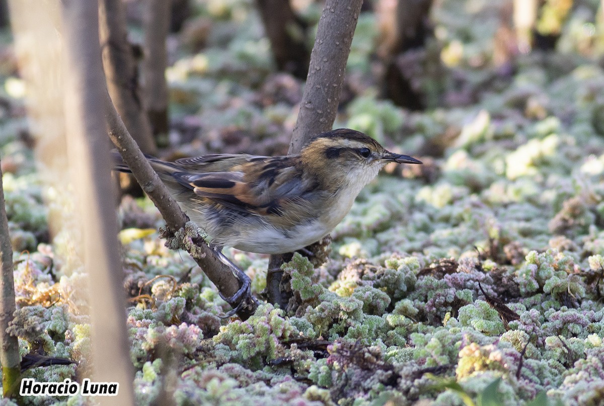 Wren-like Rushbird - ML619901263