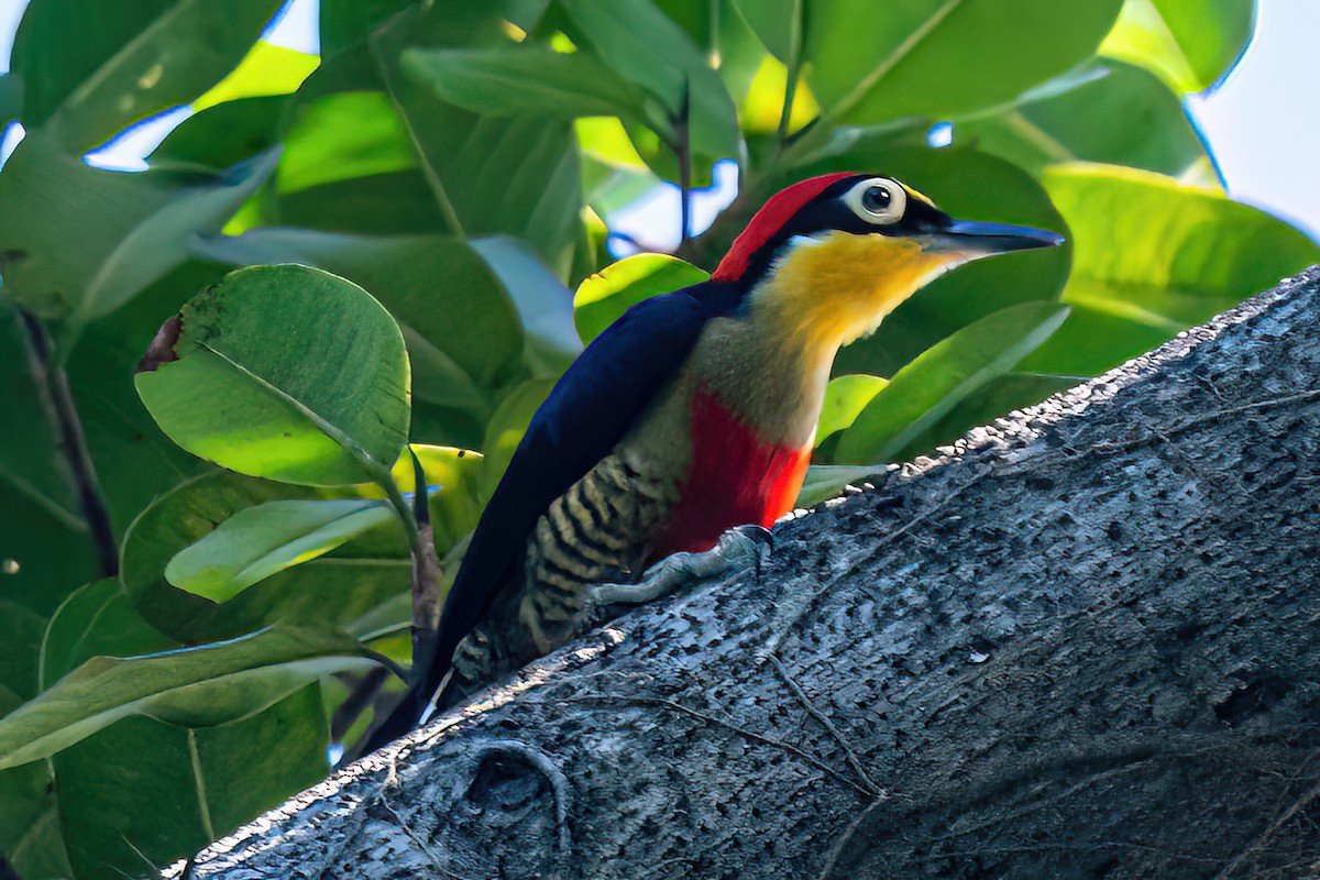 Yellow-fronted Woodpecker - ML619901266