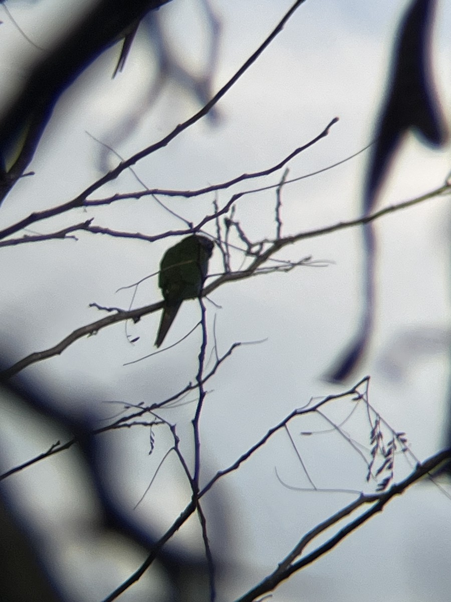 Green-cheeked Parakeet - ML619901267