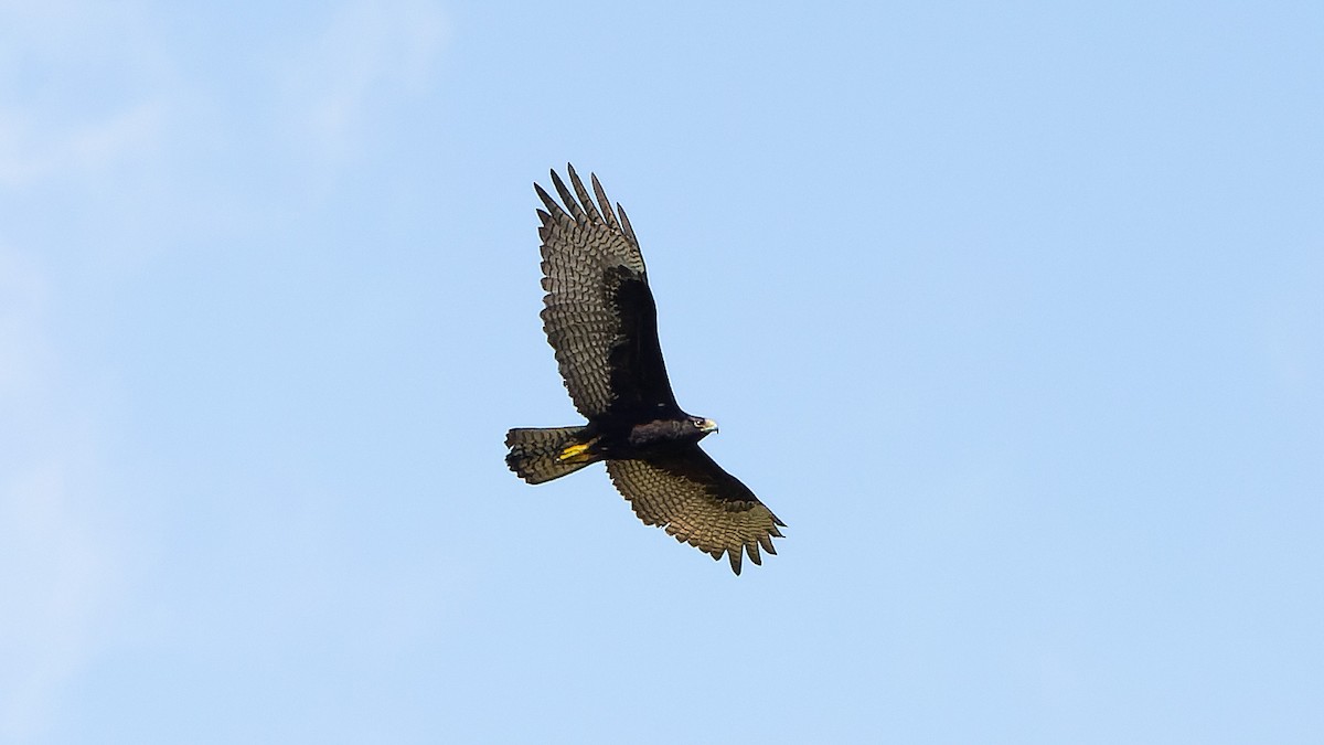 Zone-tailed Hawk - ML619901269