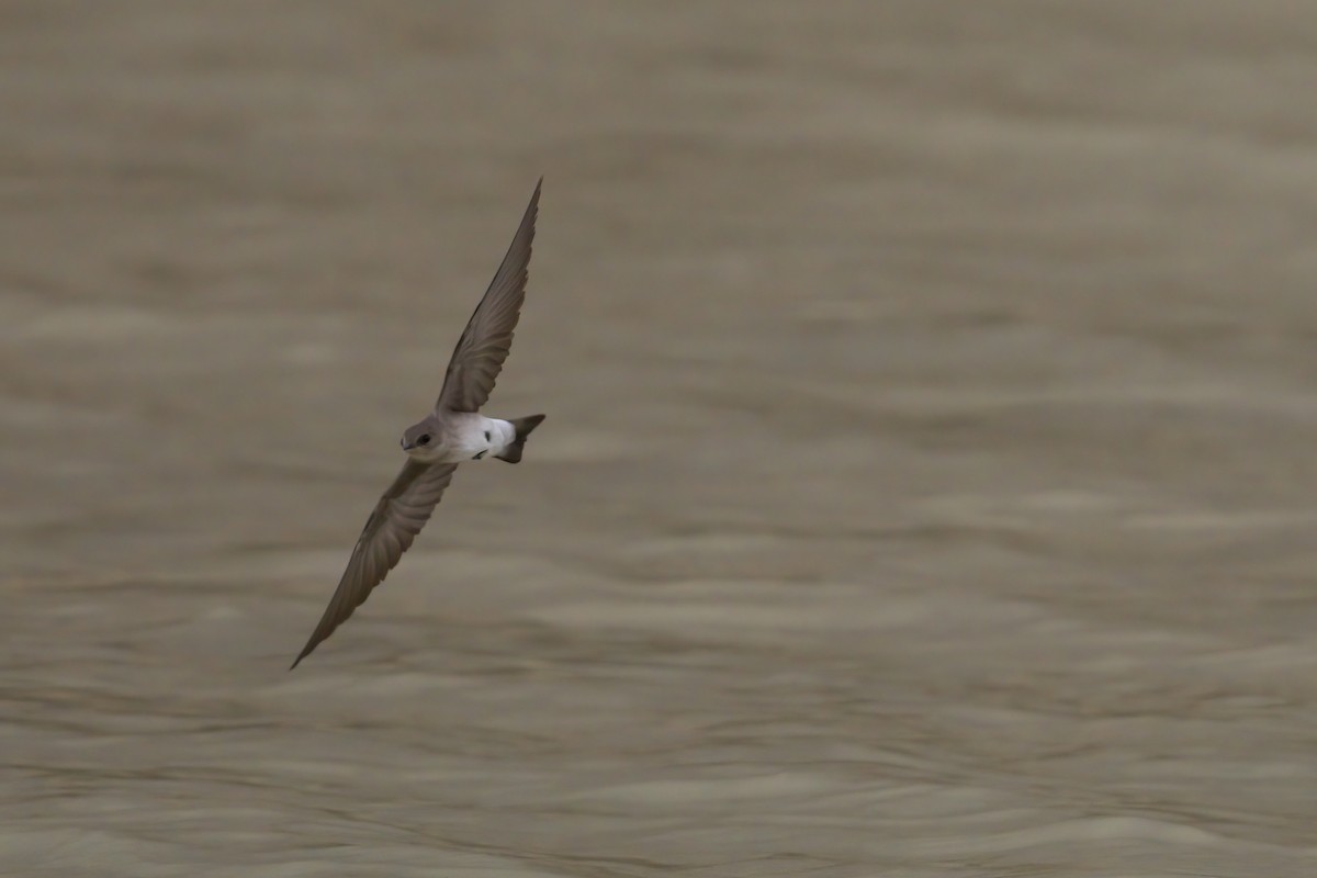 Northern Rough-winged Swallow - ML619901275