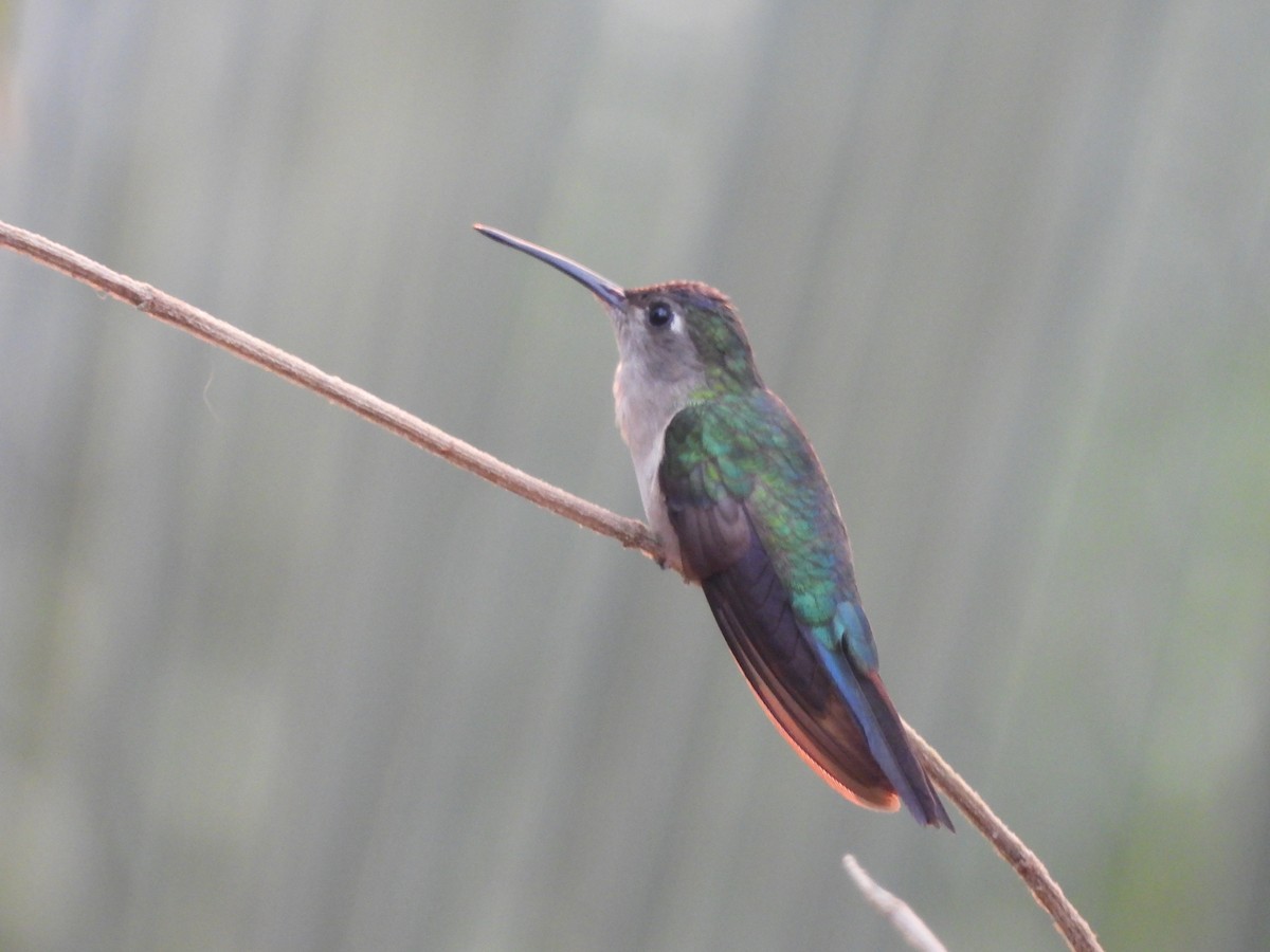 kolibřík klínoocasý - ML619901276