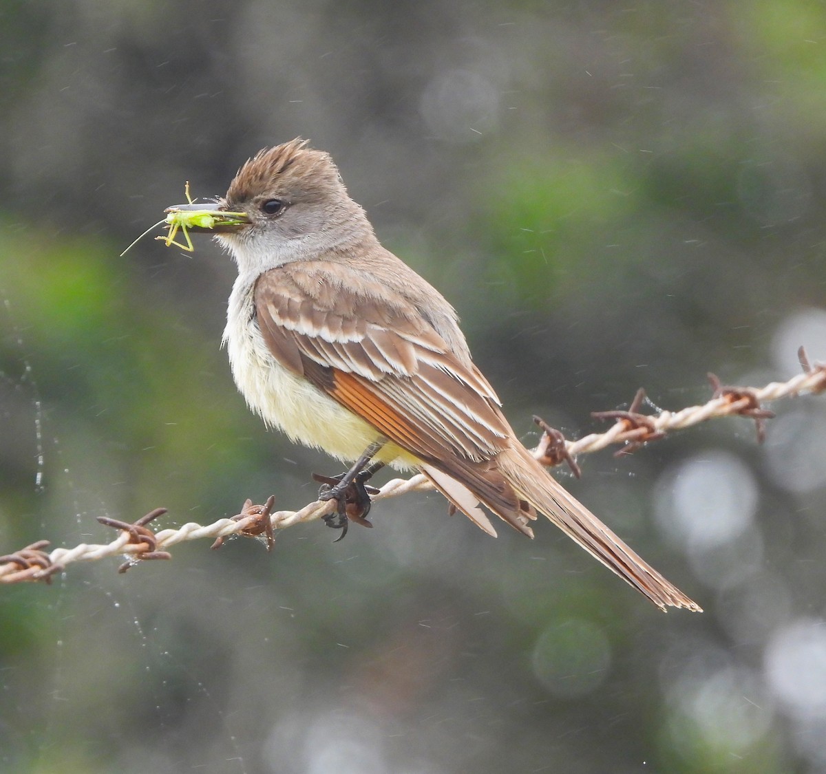 Ash-throated Flycatcher - ML619901288