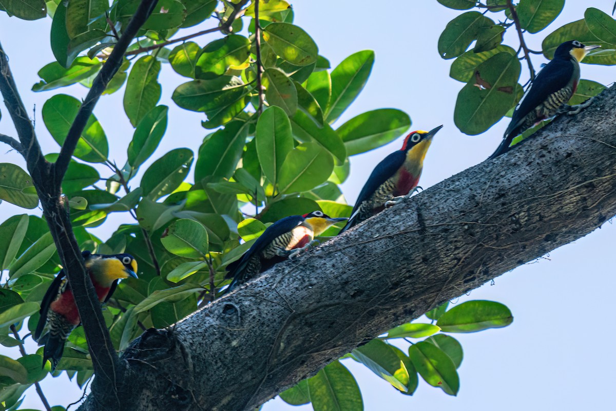 Yellow-fronted Woodpecker - ML619901290