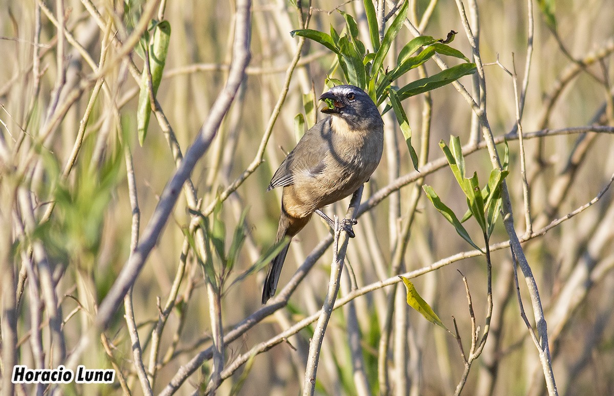 Bluish-gray Saltator - ML619901294