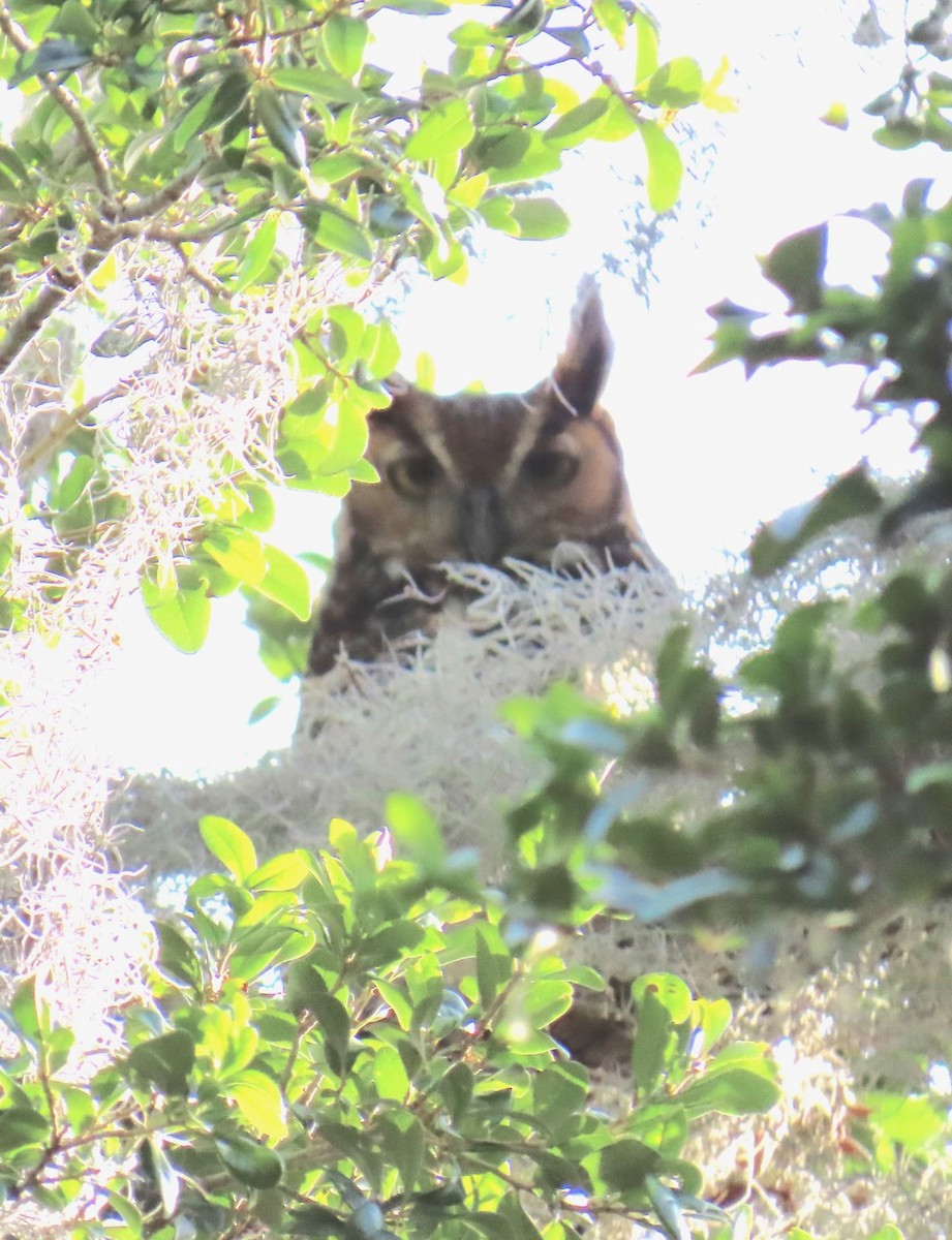 Great Horned Owl - ML619901295
