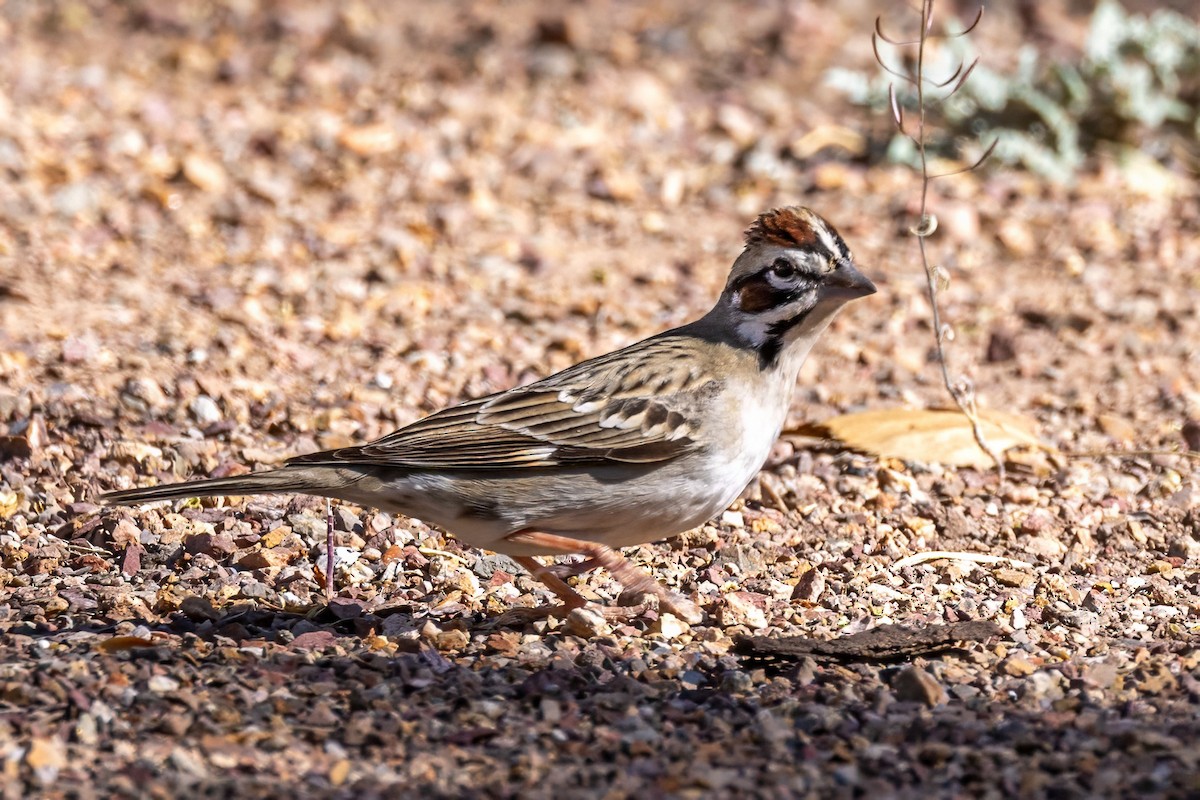 Lark Sparrow - ML619901304