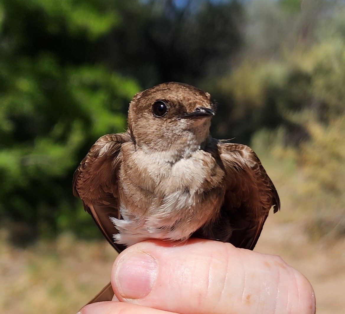 Northern Rough-winged Swallow - ML619901306