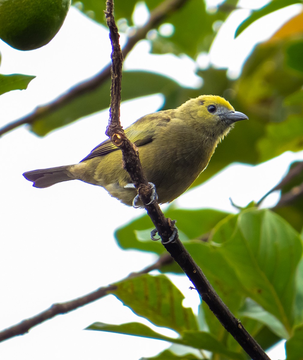 Palm Tanager - ML619901308
