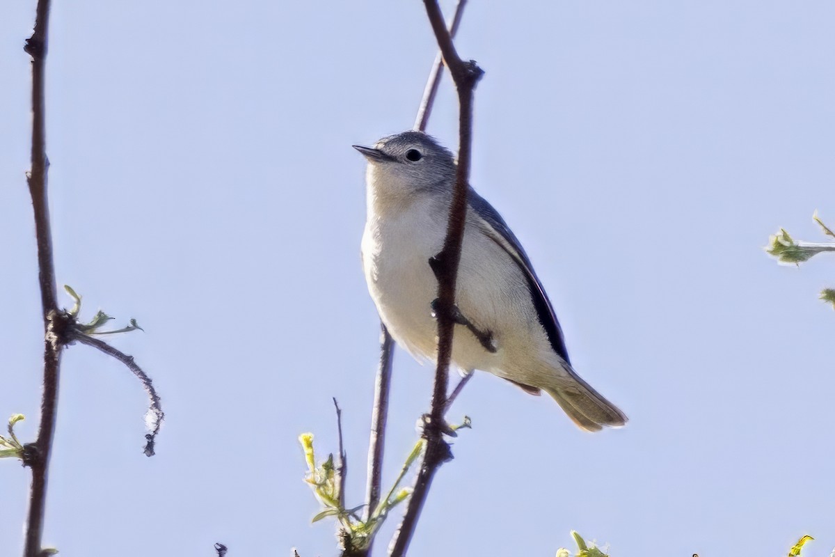 Lucy's Warbler - ML619901321