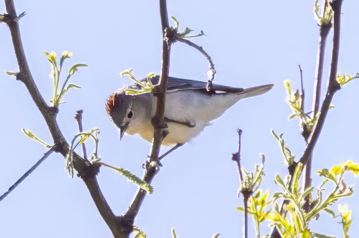 Lucy's Warbler - ML619901323