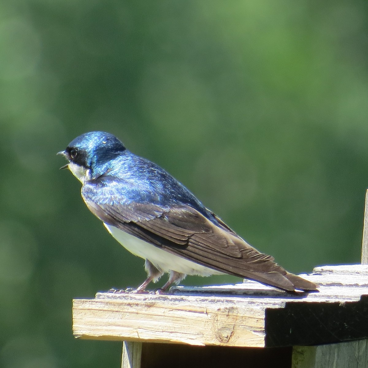 Golondrina Bicolor - ML619901324