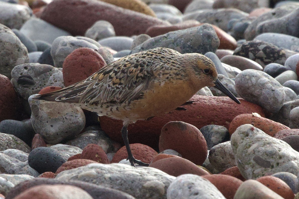 Red Knot - ML619901325