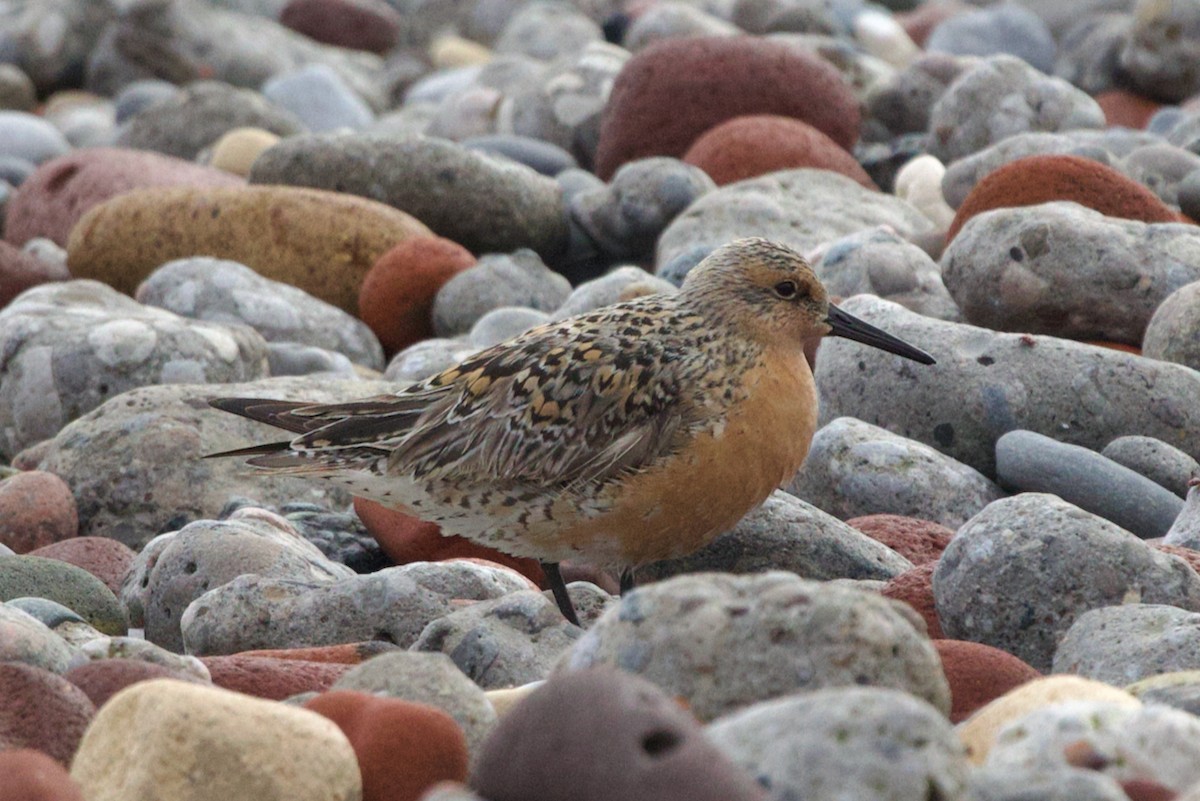 Red Knot - ML619901326