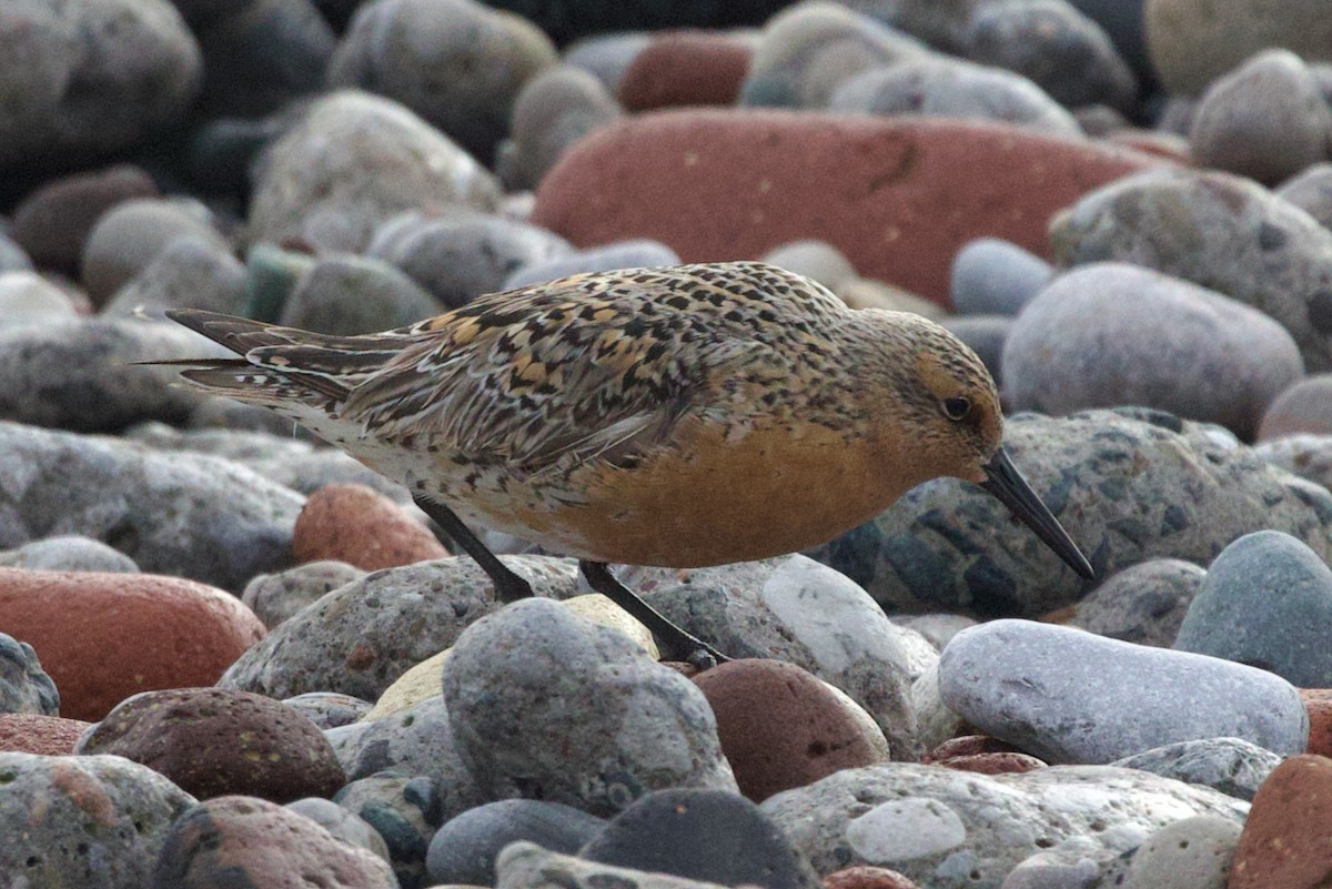 Red Knot - ML619901328
