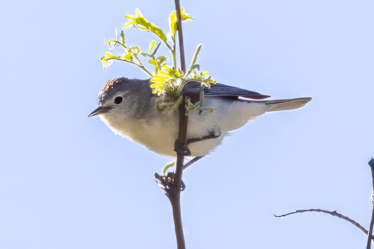 Lucy's Warbler - ML619901334