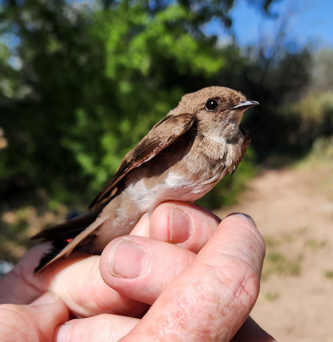 Northern Rough-winged Swallow - ML619901335