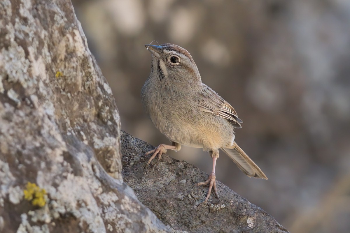 Rufous-crowned Sparrow - ML619901338