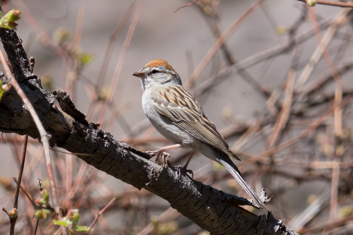 Chipping Sparrow - ML619901348