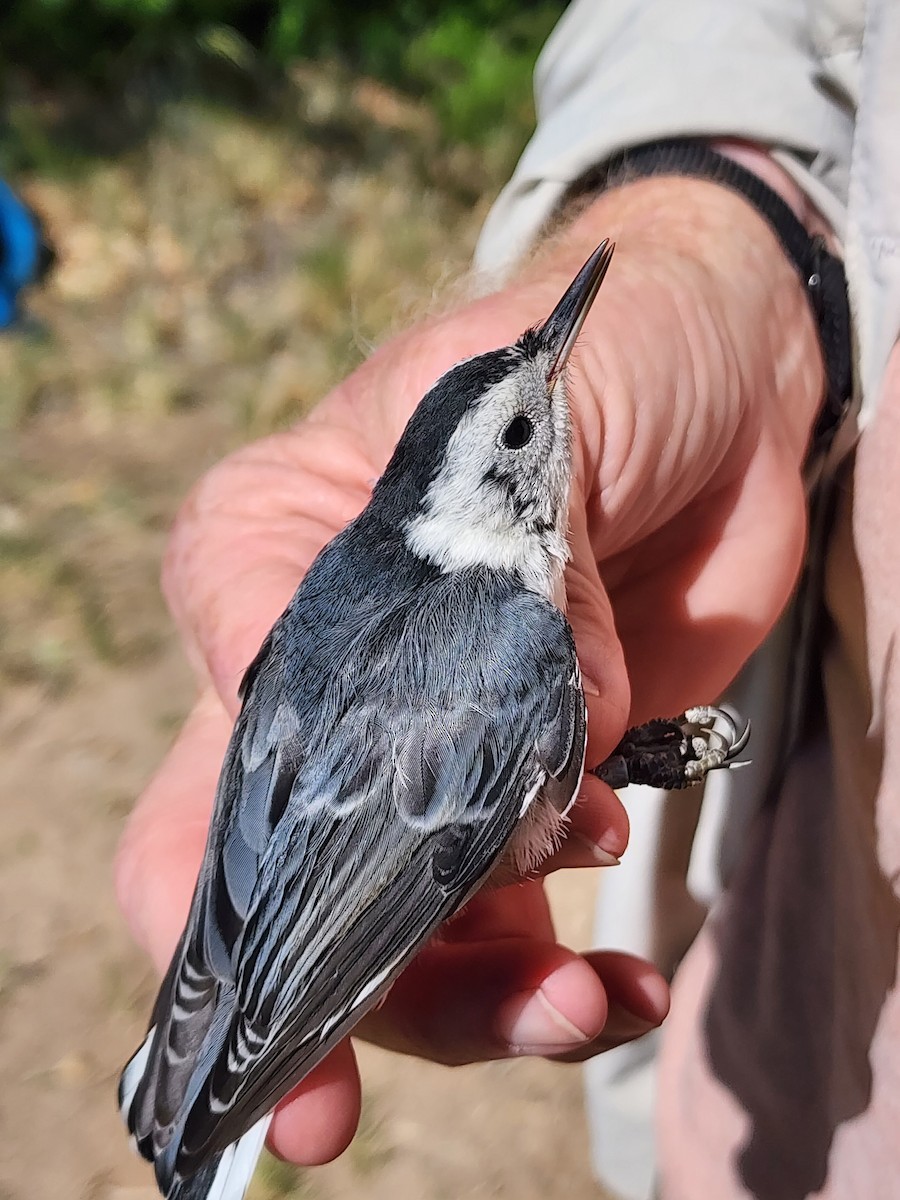 White-breasted Nuthatch - ML619901352