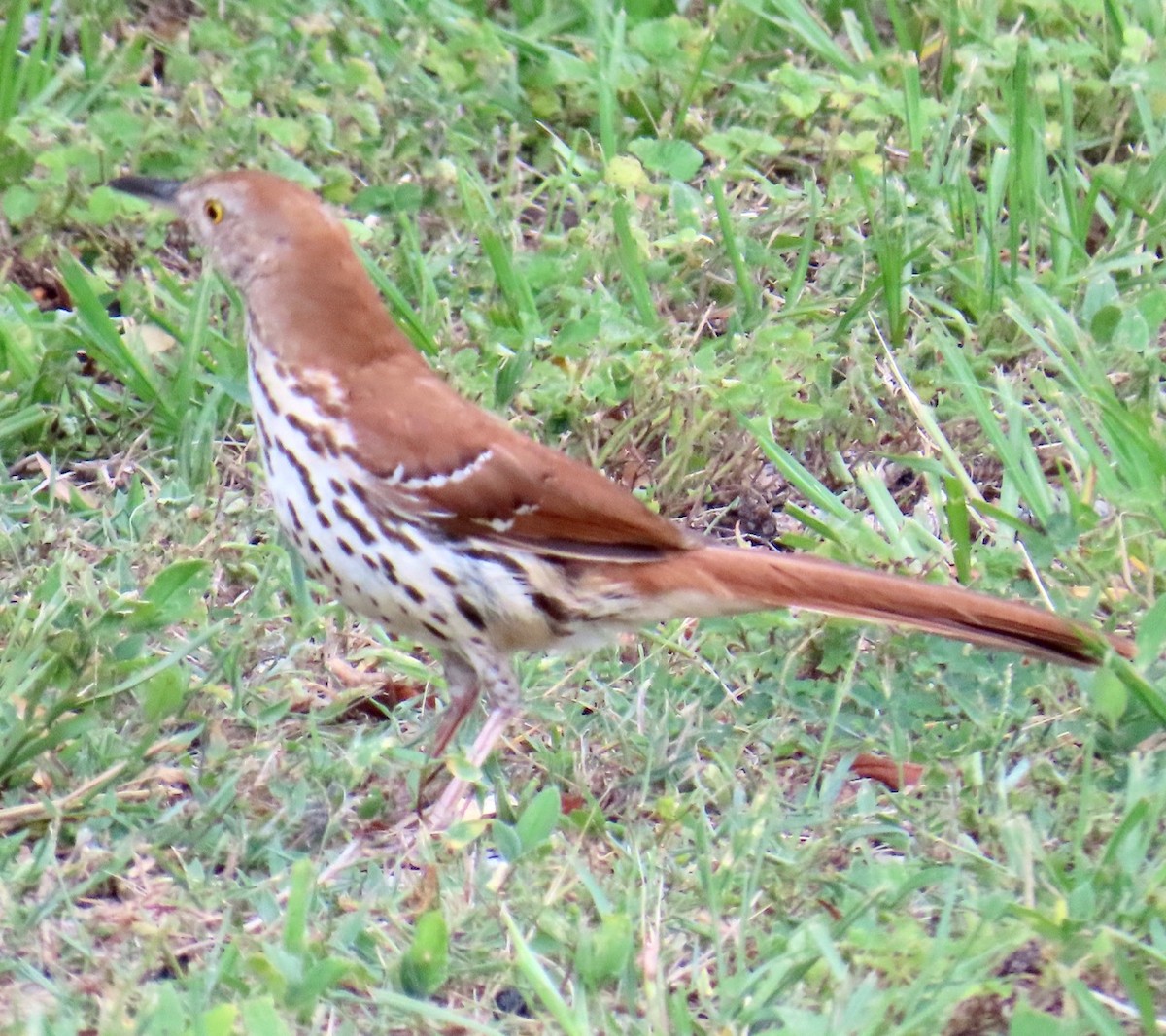 Brown Thrasher - ML619901354