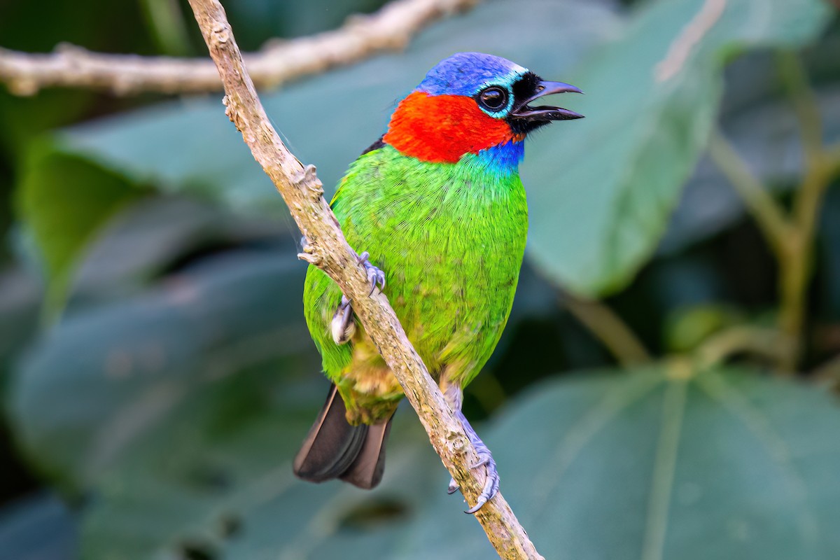 Red-necked Tanager - ML619901356