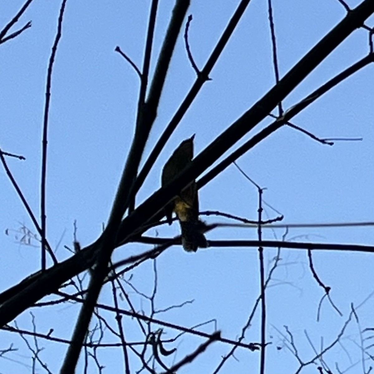 Golden-crowned Warbler - ML619901361