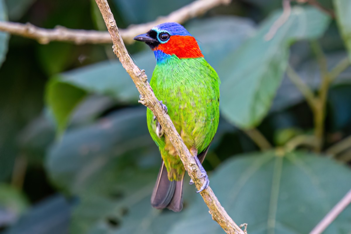 Red-necked Tanager - ML619901370