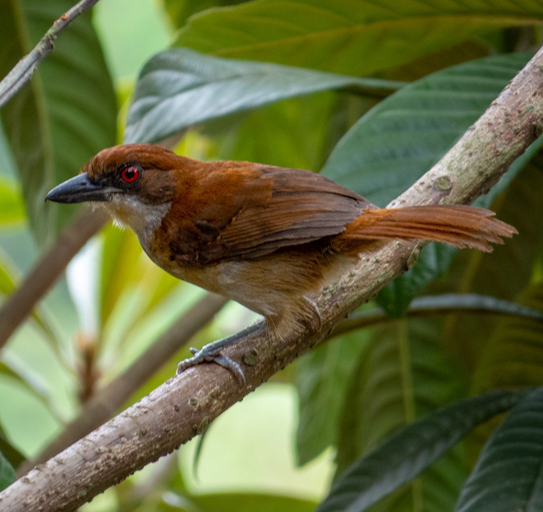 Great Antshrike - ML619901376