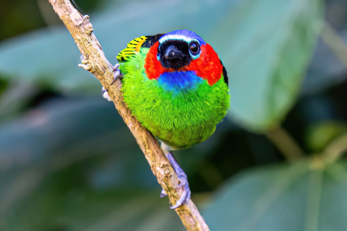 Red-necked Tanager - ML619901382