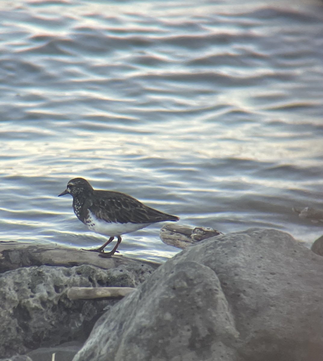 Black Turnstone - ML619901389