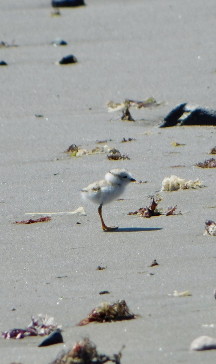 Piping Plover - ML619901390