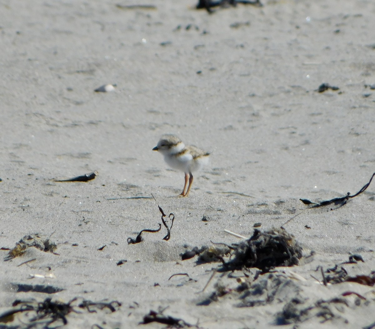 Piping Plover - ML619901391