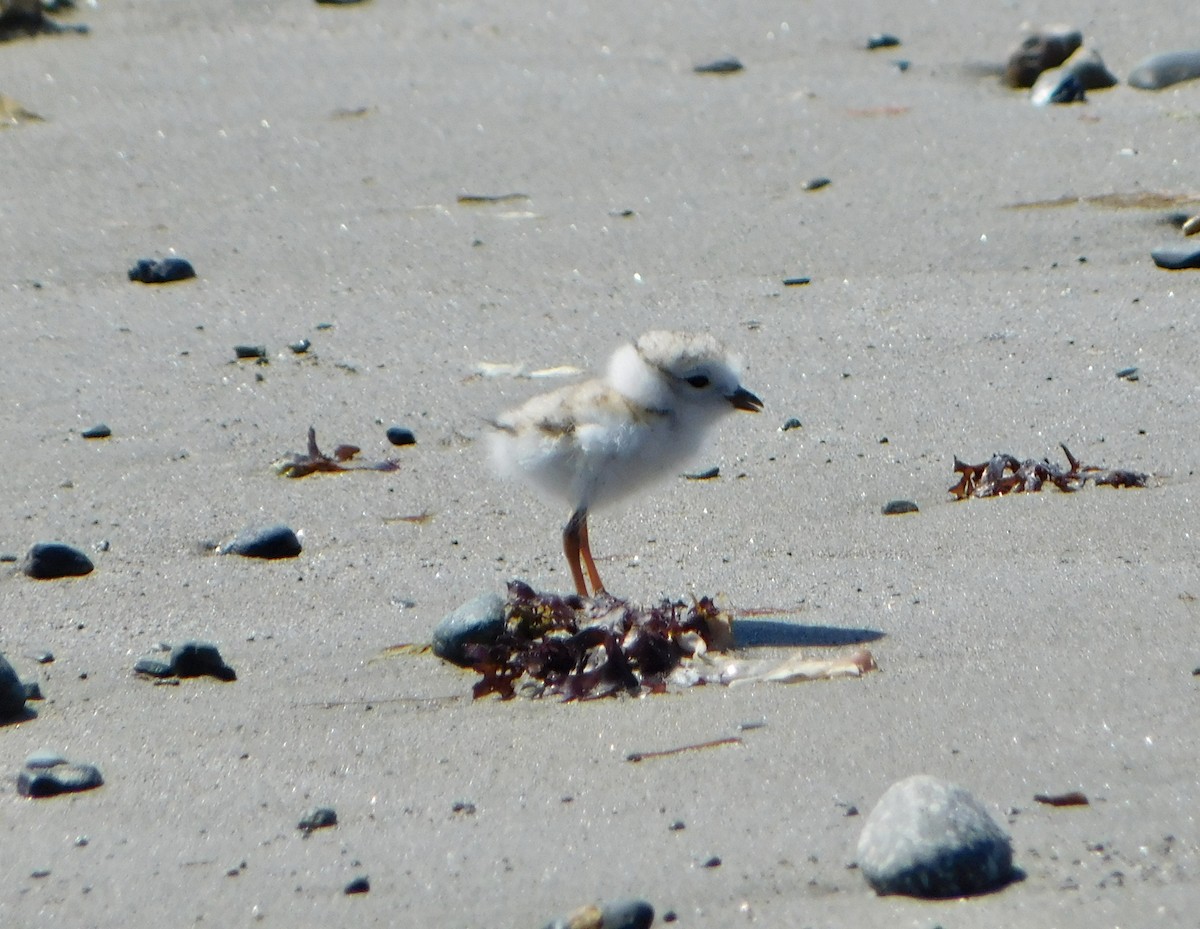 Piping Plover - ML619901392