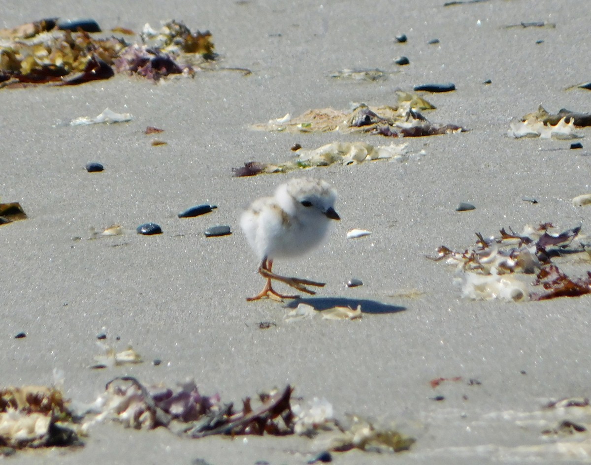 Piping Plover - ML619901393