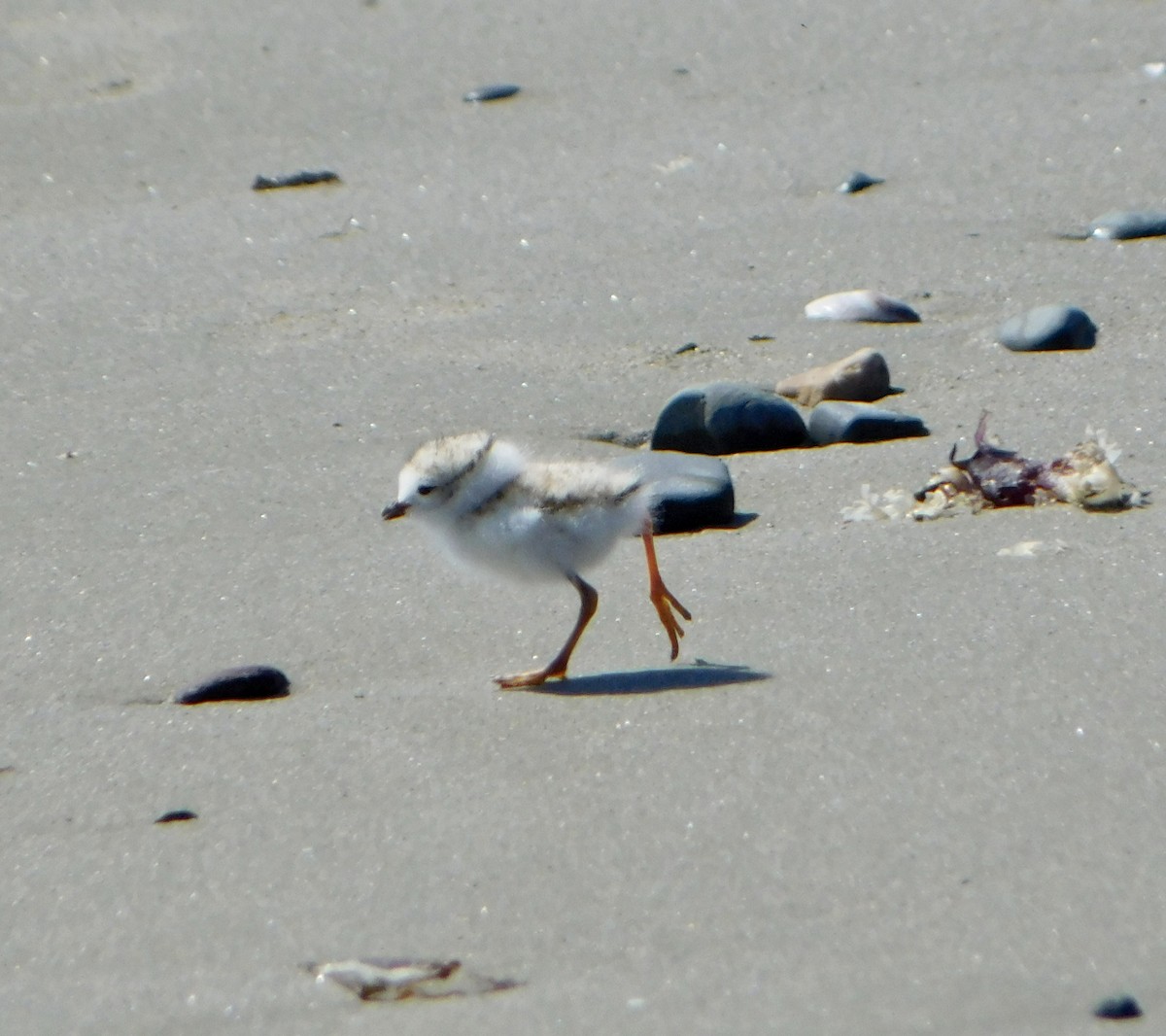 Piping Plover - ML619901394