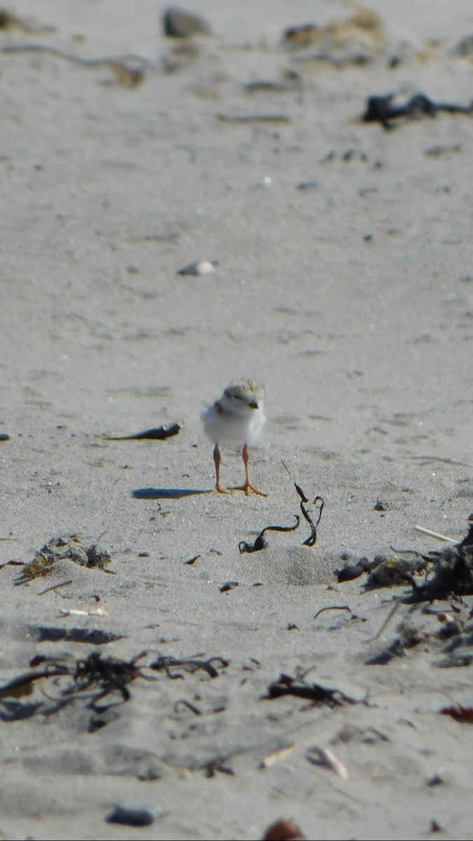 Piping Plover - ML619901395