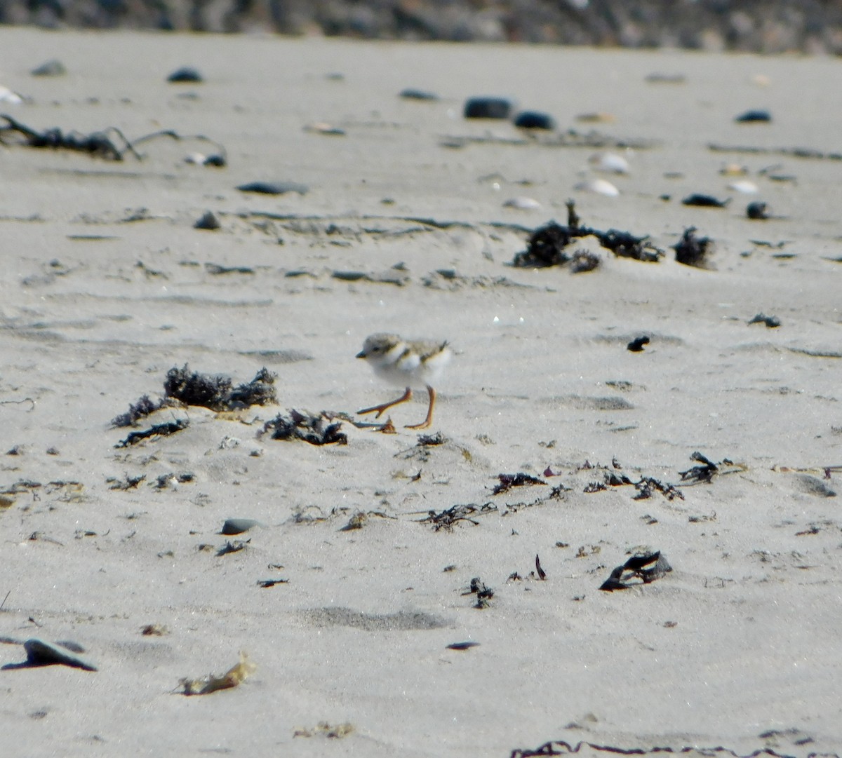 Piping Plover - ML619901396