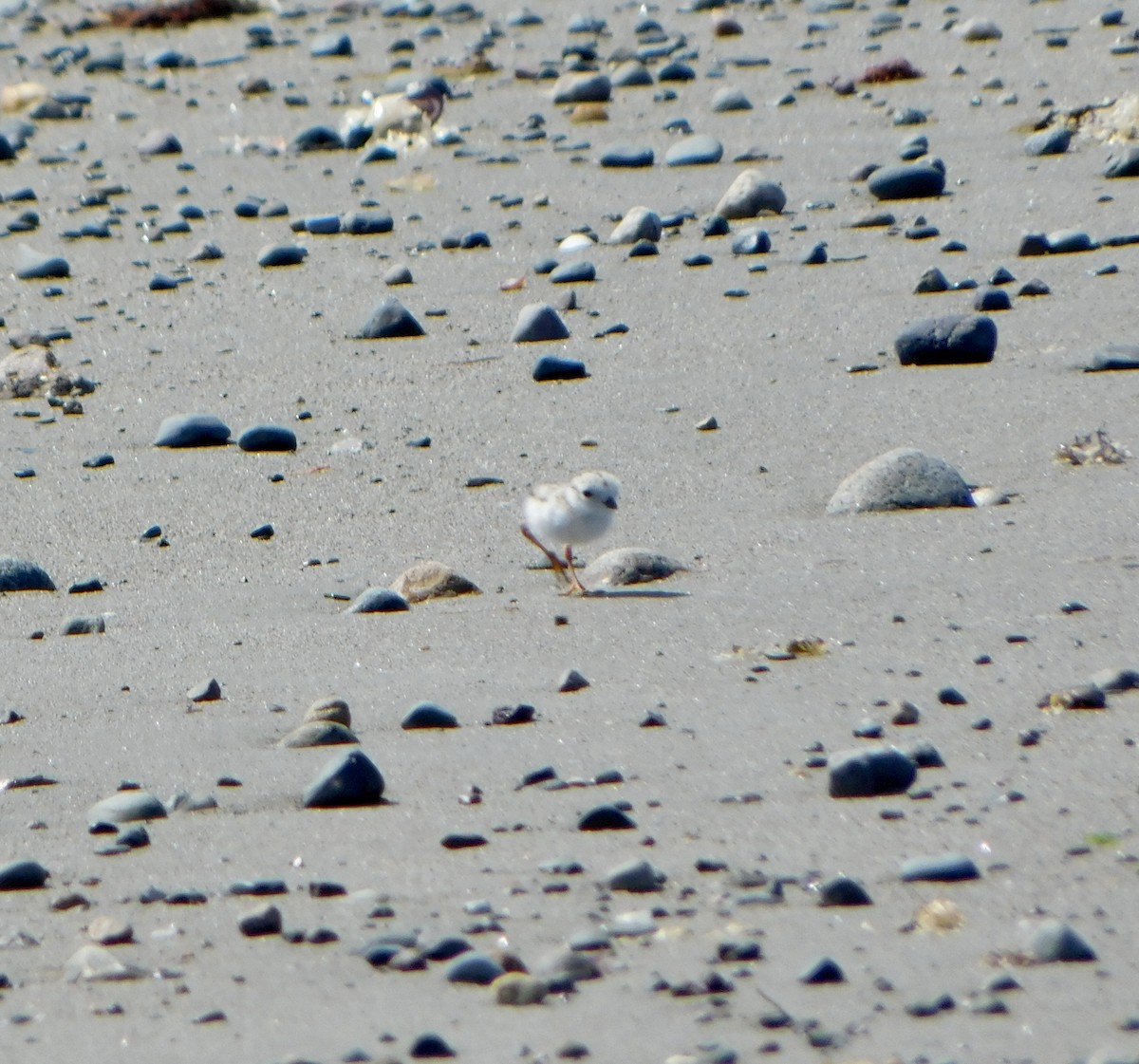 Piping Plover - ML619901397