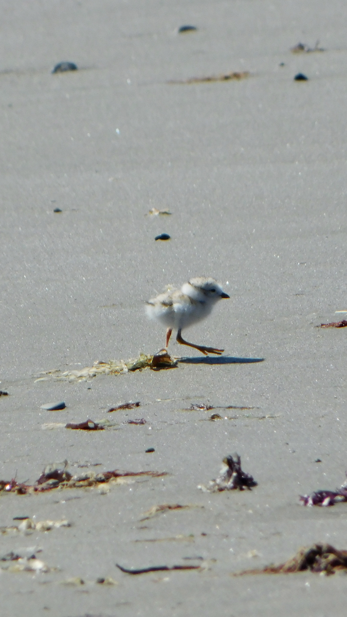Piping Plover - ML619901398