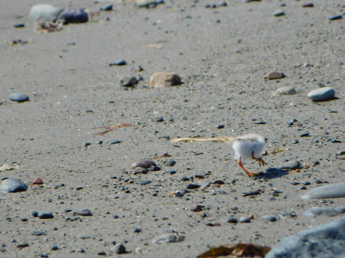Piping Plover - ML619901401