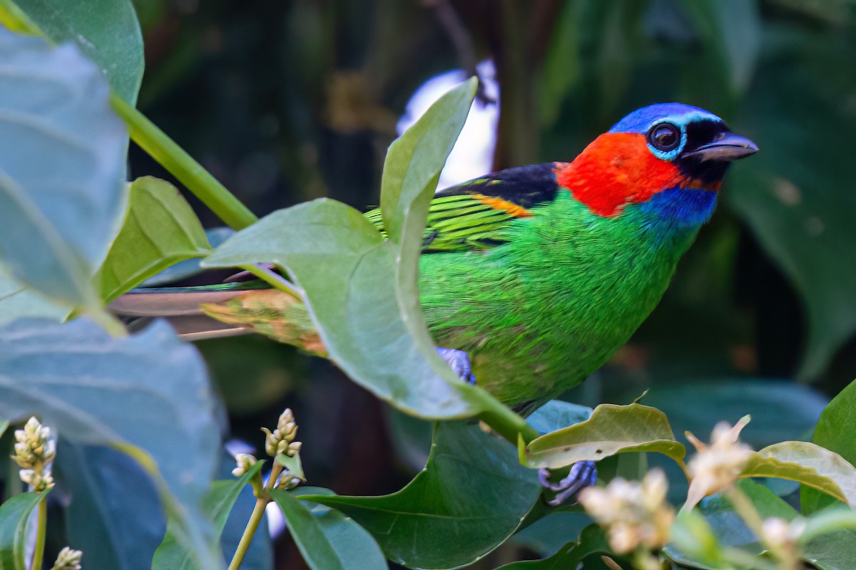 Red-necked Tanager - ML619901402