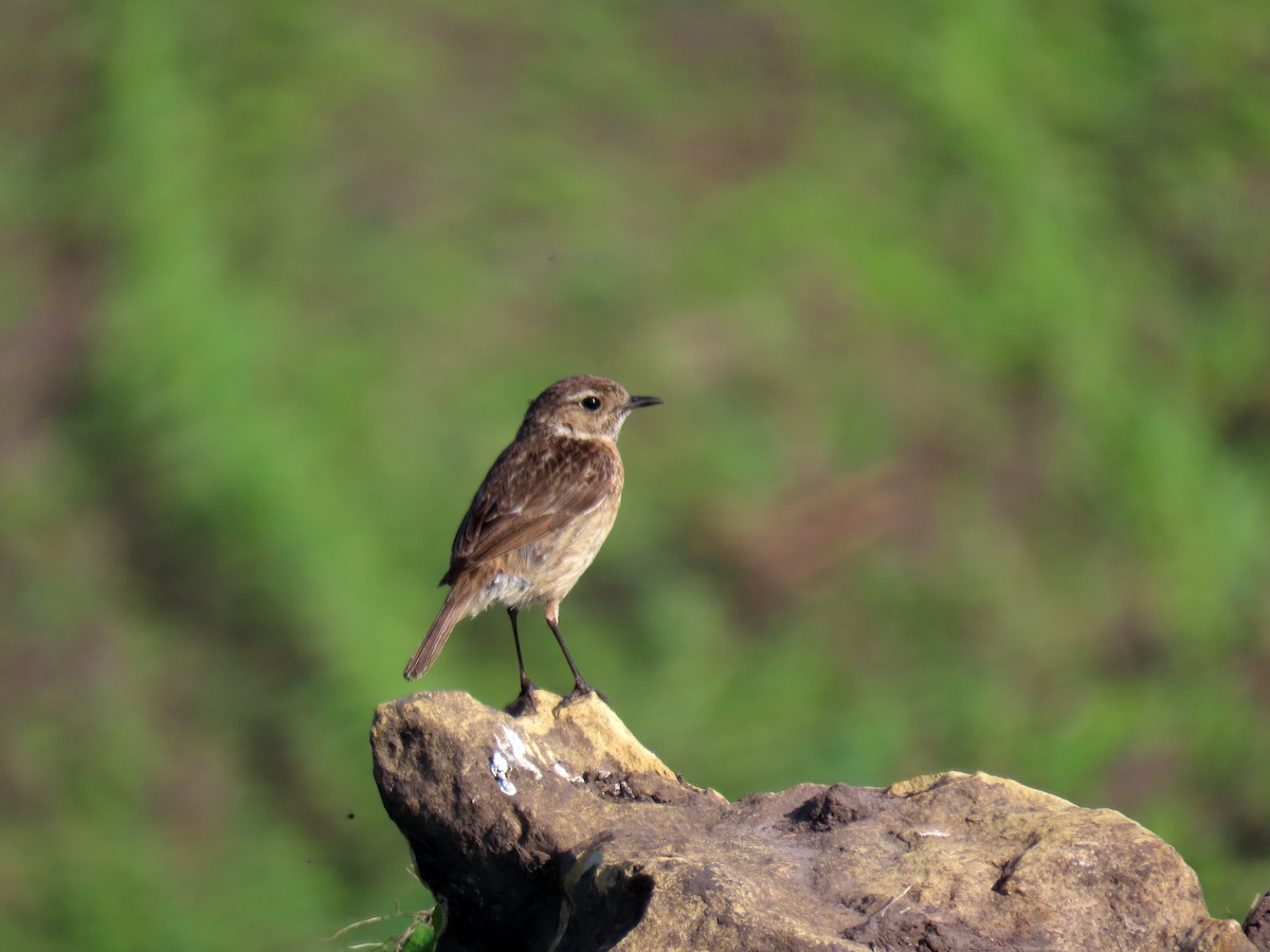 European Stonechat - ML619901407