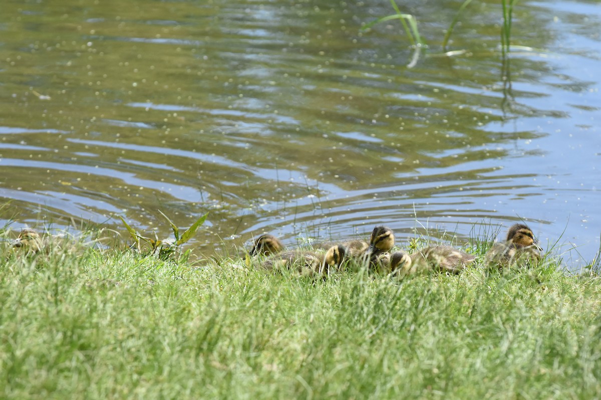 Stockente - ML619901426