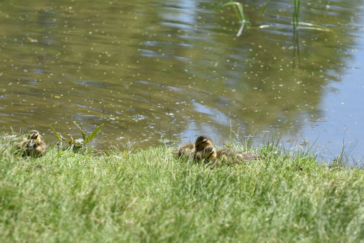 Stockente - ML619901427