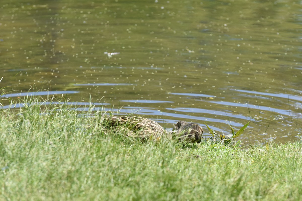 Mallard - ML619901428