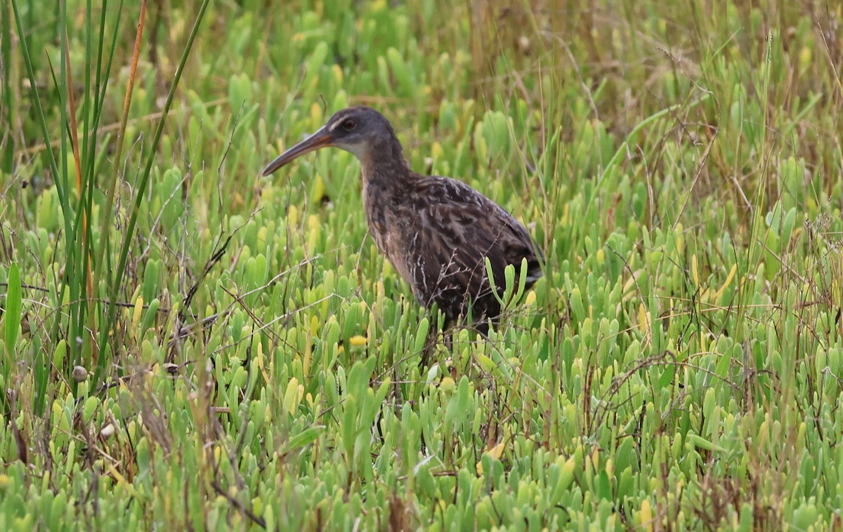 Clapper Rail - ML619901442