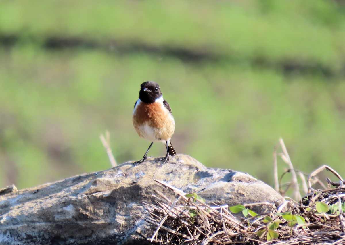 European Stonechat - ML619901450